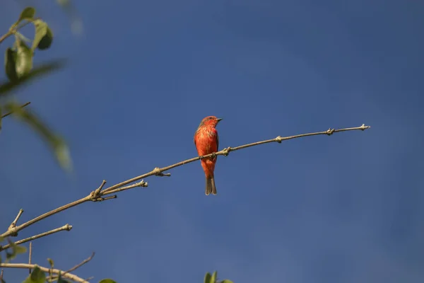 Brezilya Savannah Kuşu Brezilyalı Kuşlar Çok Güzeldir Birçok Renge Sahiptir — Stok fotoğraf