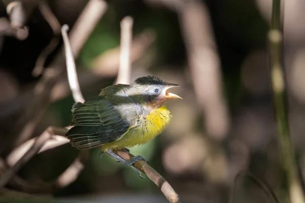 ブラジルのサバンナバード ブラジルの鳥は非常に美しく 多くの色を持っています — ストック写真