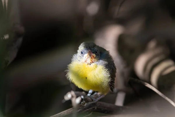 Brazilian Savannah Bird Les Oiseaux Brésiliens Sont Très Beaux Ont — Photo