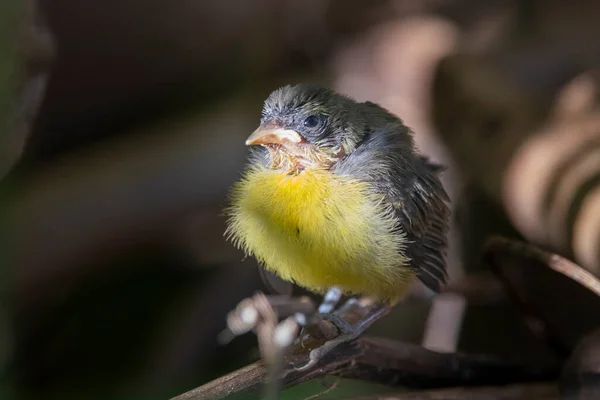 Brazilian Savannah Bird Les Oiseaux Brésiliens Sont Très Beaux Ont — Photo