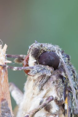 Brazilian InsectThis insects is very rare in brazilian savannah.