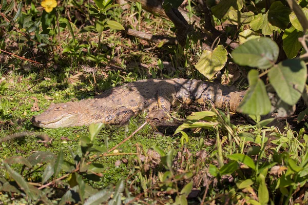 Crocodilo Brasileiro Caimaneste Crocodilo Muito Raro Brasil — Fotografia de Stock
