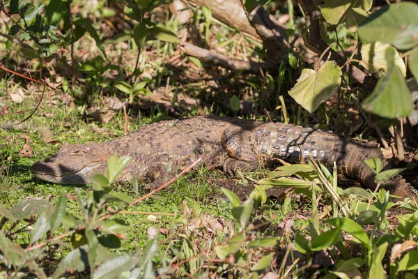 Brazilský Krokodýl Nebo Caimantento Krokodýl Brazílii Velmi Vzácný — Stock fotografie