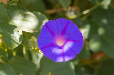 Brezilya Savannah Çiçeği. Brezilya çiçekleri narin, güzel, nadirdir ve birçok rengi vardır..
