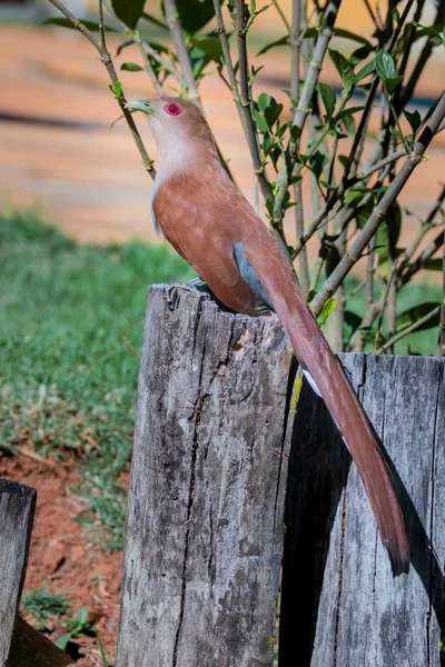 Brazilian Savannah Bird Les Oiseaux Brésil Sont Très Beaux Ont — Photo