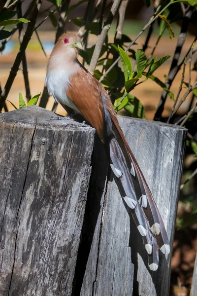 Brazilian Savannah Bird Les Oiseaux Brésil Sont Très Beaux Ont — Photo