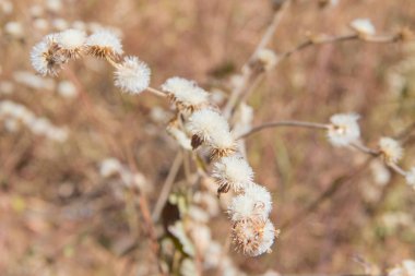 Brezilya Şelalesi / Bu şelale çok güzel, soğuk ve Brezilya Savannah 'da yer almaktadır