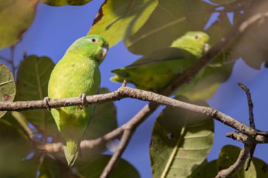 Brezilya Savannah Kuşu / Brezilya 'nın kuşları çok güzeldir ve birçok renge sahiptir
