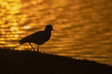 Brezilya Savannah Kuşu / Brezilya 'nın kuşları çok güzeldir ve birçok renge sahiptir