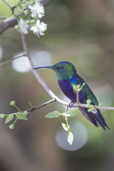 巴西的萨凡纳鸟 巴西的鸟非常漂亮 有许多颜色 — 图库照片