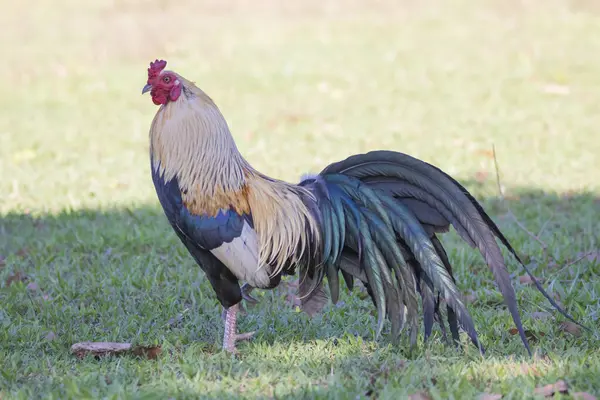 Brezilya Savannah Kuşu / Brezilya 'nın kuşları çok güzeldir ve birçok renge sahiptir