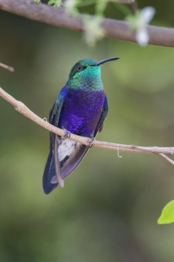 Brezilya Savannah Kuşu / Brezilya 'nın kuşları çok güzeldir ve birçok renge sahiptir