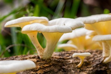 Brezilya mantarı bu bitki Brezilya savanasında çok yaygındır..