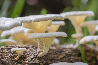 Brezilya mantarı bu bitki Brezilya savanasında çok yaygındır..