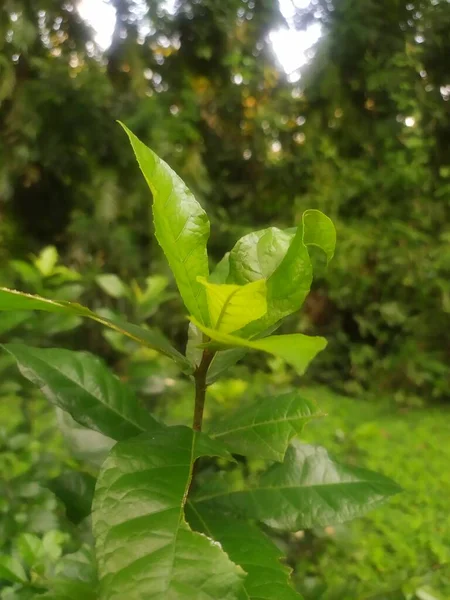 Quercus Oleoides Plantes Naturelles Plein Air — Photo