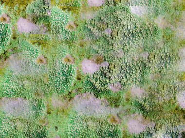 arkaplan için yosun dokusu