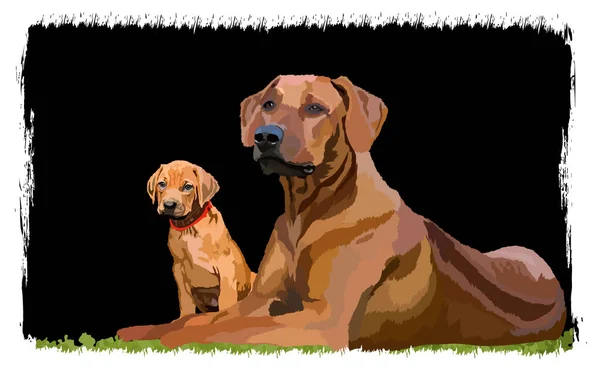 Rodezya Sırtı, Güney Afrika bölgesinde yetişen büyük bir köpek türüdür..