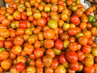 Kırmızı ve turuncu domatesler. Bir avuç domates.