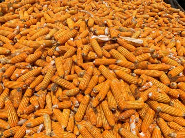 Hayvan yemi üretimi için mısır. Öğütülmeden önce kurumuş