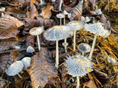 Coprinopsis lagopus mantarı ya da bilinen adıyla tavşan ayağı mantarı.