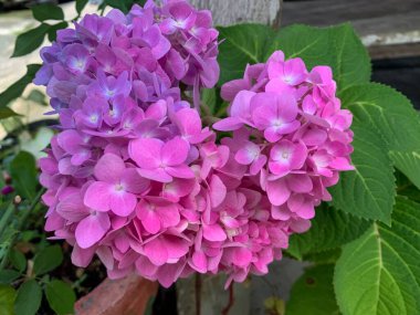 Hydrangea makrophylla (Hortensiya) çok güzel bir mor-pembe çiçektir.