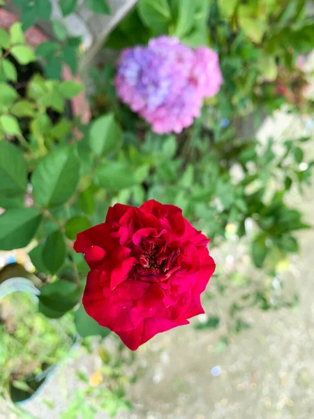 Roses Rouges Sur Buisson Dans Jardin Fond Fleur Hortensia — Photo