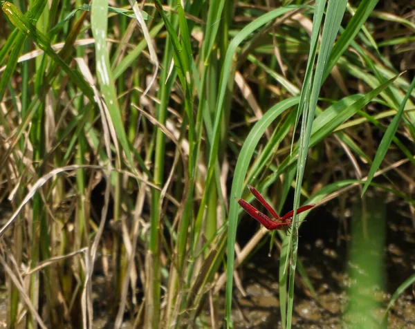 Pirinç Sapına Tünemiş Kırmızı Bir Yusufçuk — Stok fotoğraf