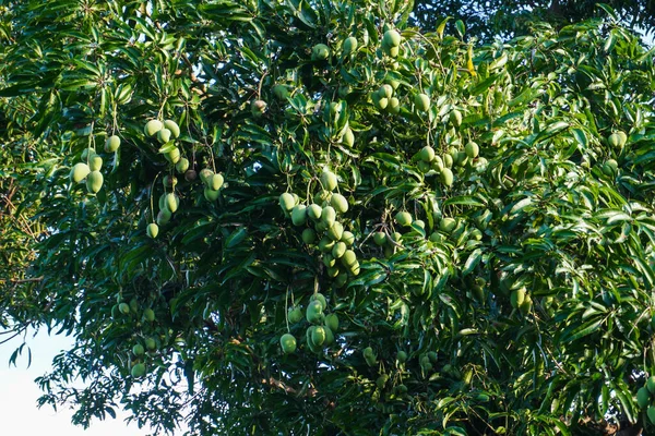 许多年轻的芒果挂在树上 — 图库照片