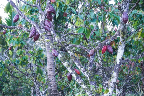 可可或红可可果在树上 生可可豆在树上 可可荚在树上 — 图库照片