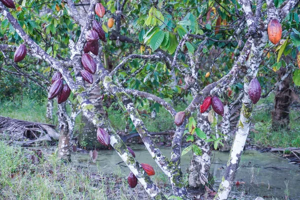 Theobroma Cacao Κόκκινος Καρπός Κακάο Στο Δέντρο Του Ακατέργαστοι Κόκκοι — Φωτογραφία Αρχείου