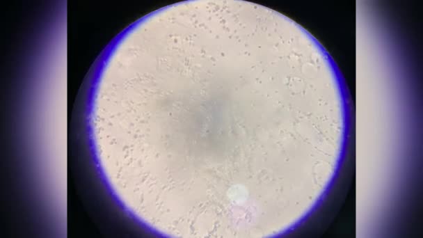 Esperma Humano Sob Ampliação Microscópio 40X Vista Macro Através Microscópio — Vídeo de Stock