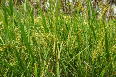 Hala genç olan çeltik tarlalarındaki pirinç yeşildir.