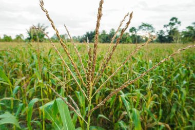 Dev Mısır Bitkileri Tarlası