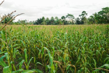 Dev Mısır Bitkileri Tarlası