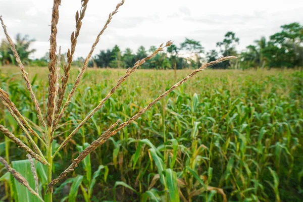 Huge Field Corn Plants — Stock Photo, Image