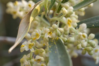 Bir zeytin çiçeğinin makro görüntüsü. Polenler yaprakların üzerinde..