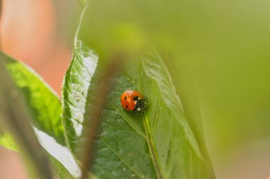 Macro - Uğur böceği sabahın erken saatlerinde armut yaprağına oturur ve yaprak bitleri yer.