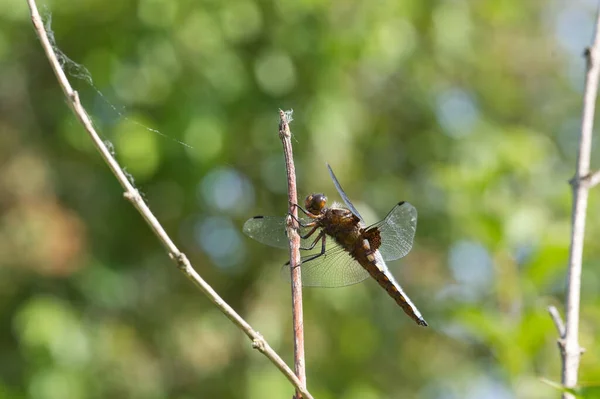 Flat Bellied Dragonfly Clinging Branch Strong Wind — Stock Photo, Image