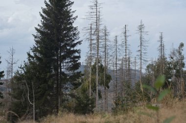 İklim değişikliği ormanın yok olmasına neden oldu