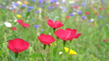 Çayırdaki kır çiçekleri rüzgarlı bir günde rüzgarda hareket ediyor.