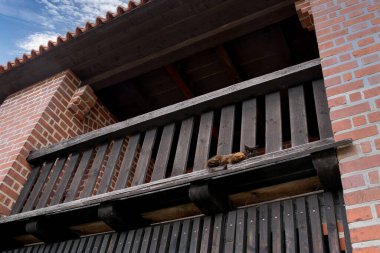 Bir kedi ahırın ahşap kirişinde yatıyor