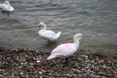Suda kuğular var, biri boyayla işaretlenmiş.