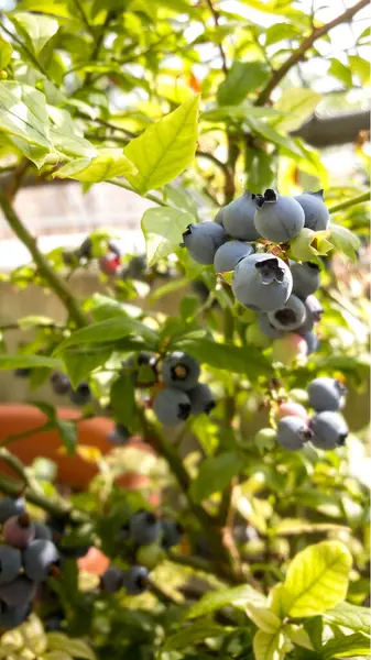 stock image Ripe blueberries on a bush in the city on a balcony