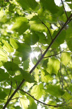 Güneş ışığı geliyor Akçaağaç yapraklarını fırlatıyor