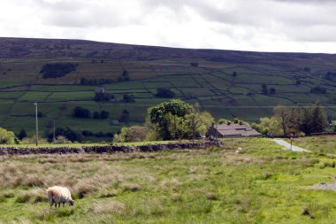 Beyaz ve siyah koyunlar, Yorkshire Dales manzaralı.
