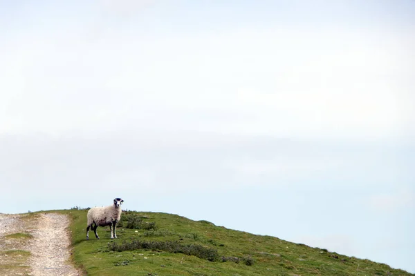 Beyaz ve siyah koyunlar, Yorkshire Dales manzaralı.