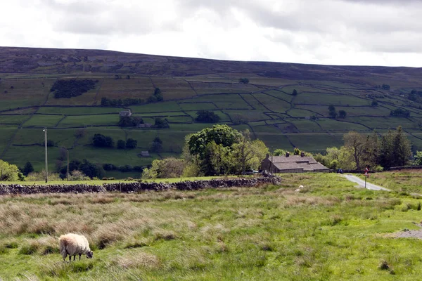 Beyaz ve siyah koyunlar, Yorkshire Dales manzaralı.