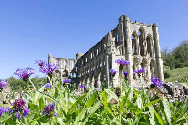 Kuzey York Moors Ulusal Parkı 'nda mor çiçekli bir manastır.