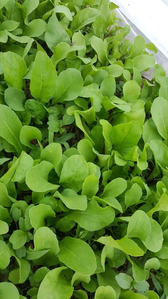 Organik pazar çiftliğinde yetişen yeşil salata yatağı.
