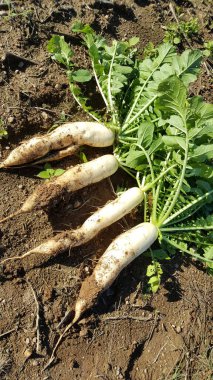 4 Daikon turpu bir çiftlikte toprakta yatıyor.